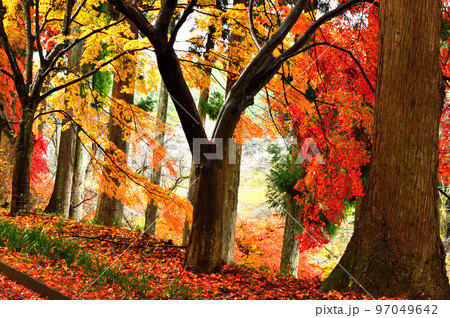 紅葉　もみじ 97049642