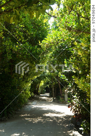 備瀬のフクギ並木 備瀬のフクギ並木 97049694