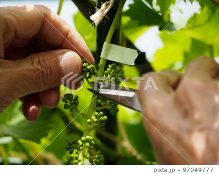 巨峰の房作り 巨峰の房作り 97049777