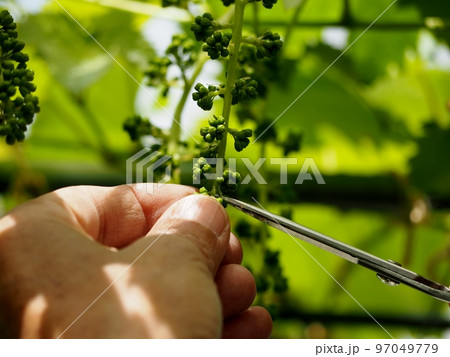 巨峰の房作り 97049779