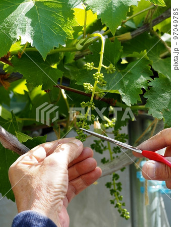 巨峰の房作り 97049785