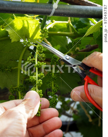 巨峰の房作り 巨峰の房作り 97049787