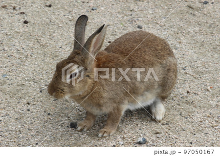 ウサギ 97050167