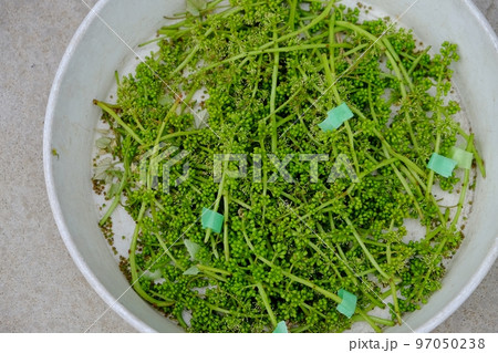 巨峰の房作り、摘房された房 巨峰の房作り、摘房された房 97050238