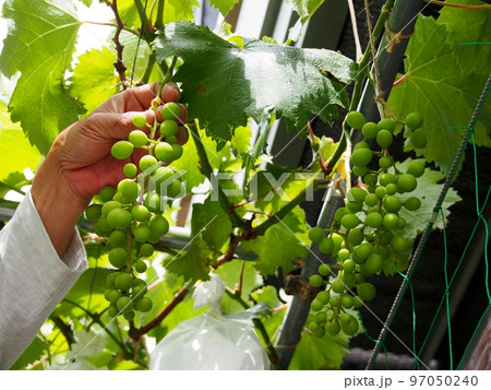 巨峰の栽培、房作り 97050240