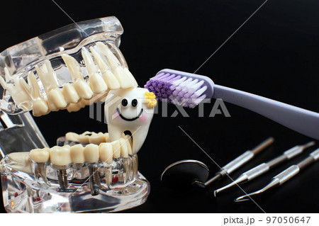 Dentist dental prosthetic teeth, gums, roots close-up. Studying dental diseases concept Dentist dental prosthetic teeth, gums, roots close-up. Studying dental diseases concept 97050647