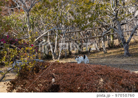 EOSR6.広島福山、城猫に見つかる。 97050760