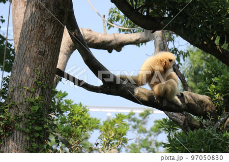 ときわ動物園、シロテナガザル、宇部、山口県 ときわ動物園、シロテナガザル、宇部、山口県 97050830