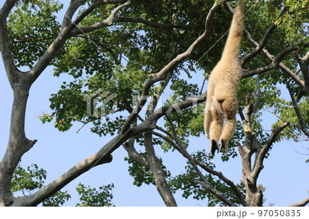 ときわ動物園、シロテナガザル、宇部、山口県 97050835