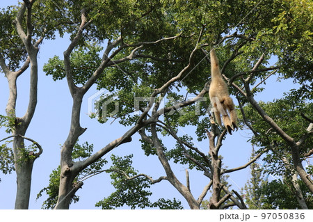ときわ動物園、シロテナガザル、宇部、山口県 97050836