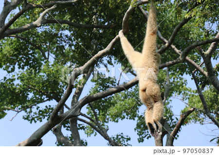 ときわ動物園、シロテナガザル、宇部、山口県 97050837