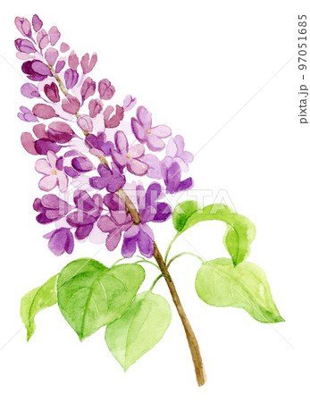 ライラックの花の水彩画のイラスト素材 [97051685] - PIXTA