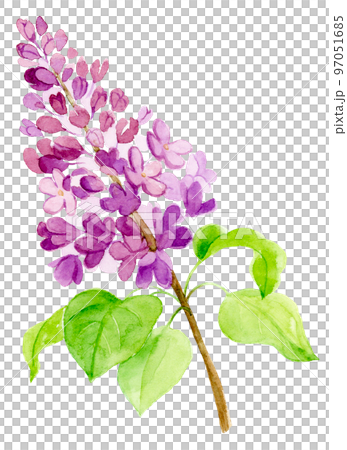 lilac flower watercolor lilac flower watercolor 97051685