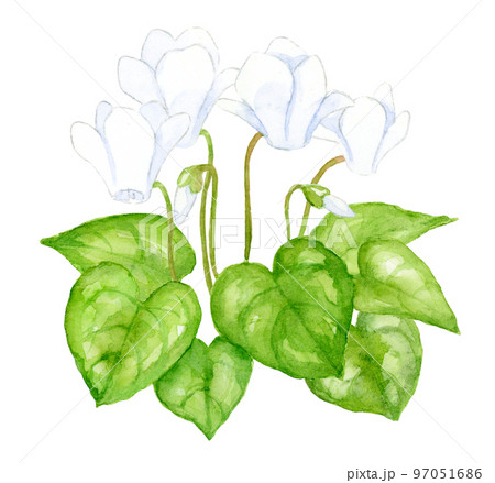 白いシクラメンの花の水彩画のイラスト素材 [97051686] - PIXTA