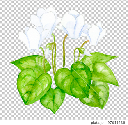 白いシクラメンの花の水彩画のイラスト素材 [97051686] - PIXTA