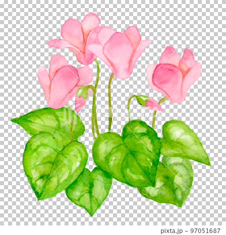 watercolor painting of pink cyclamen flowers 97051687