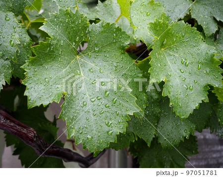雨に濡れる巨峰の葉 雨に濡れる巨峰の葉 97051781