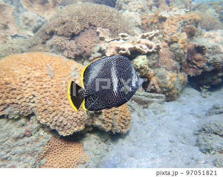 (東京都)小笠原の海 ペアのもとへ急ぐユウゼン (東京都)小笠原の海 ペアのもとへ急ぐユウゼン 97051821