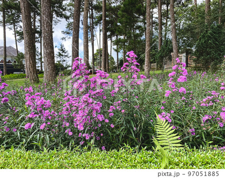 Flowers for decoration at the botanic garden 97051885