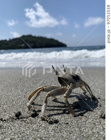 海岸で黄昏れるカニ 97052038