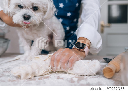 Woman in the kitchen kneads the dough with her dog Woman in the kitchen kneads the dough with her dog 97052323