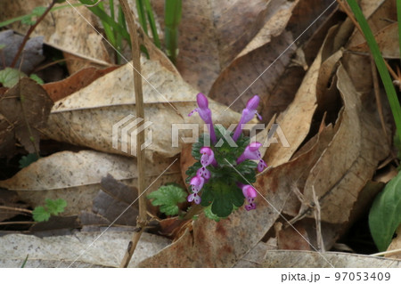 春先に小さな可愛い花をつけるホトケノザ 春先に小さな可愛い花をつけるホトケノザ 97053409