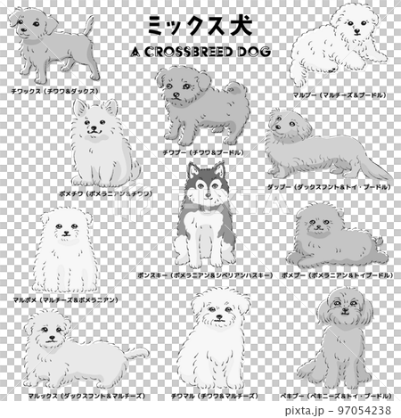 Cute popular mixed dog hand-drawn line drawing vector illustration set (black and white) Cute popular mixed dog hand-drawn line drawing vector illustration set (black and white) 97054238