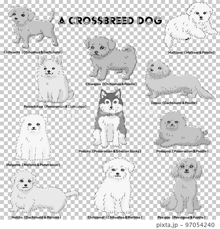 かわいい人気のミックス犬 手描き線画ベクターイラストセット(白黒) かわいい人気のミックス犬 手描き線画ベクターイラストセット(白黒) 97054240