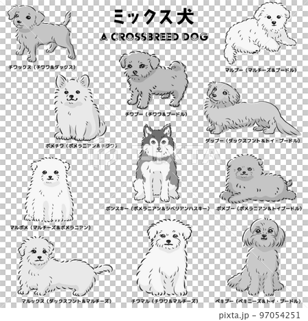 かわいい人気のミックス犬 手描き線画ベクターイラストセット(白黒) かわいい人気のミックス犬 手描き線画ベクターイラストセット(白黒) 97054251