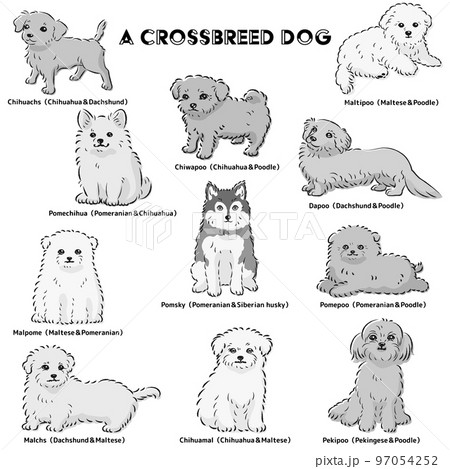かわいい人気のミックス犬　手描き線画ベクターイラストセット（白黒） 97054252