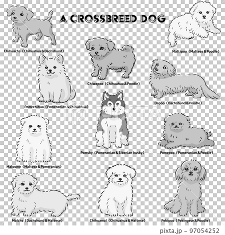 かわいい人気のミックス犬　手描き線画ベクターイラストセット（白黒） 97054252