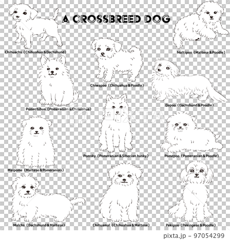 かわいい人気のミックス犬　手描き線画ベクターイラストセット（白黒） 97054299
