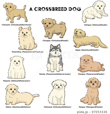 かわいい人気のミックス犬 手描き線画ベクターイラストセット かわいい人気のミックス犬 手描き線画ベクターイラストセット 97054336