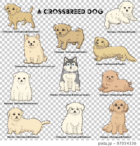 かわいい人気のミックス犬　手描き線画ベクターイラストセット 97054336