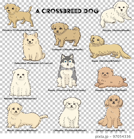 かわいい人気のミックス犬 手描き線画ベクターイラストセット かわいい人気のミックス犬 手描き線画ベクターイラストセット 97054336