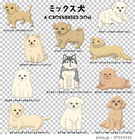 かわいい人気のミックス犬 手描き線画ベクターイラストセット かわいい人気のミックス犬 手描き線画ベクターイラストセット 97054342