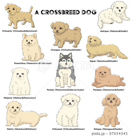 かわいい人気のミックス犬 手描き線画ベクターイラストセット かわいい人気のミックス犬 手描き線画ベクターイラストセット 97054345