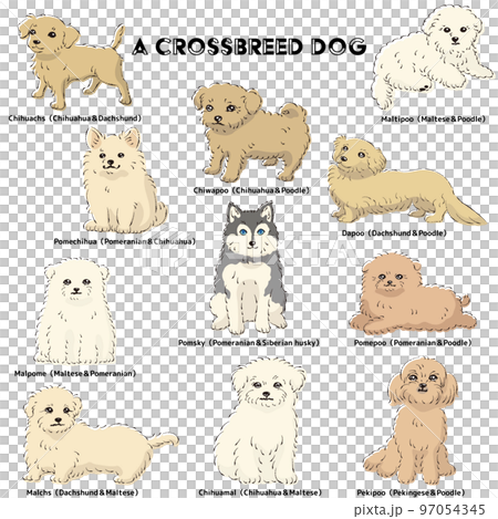 Cute popular mixed dog hand-drawn line drawing vector illustration set Cute popular mixed dog hand-drawn line drawing vector illustration set 97054345