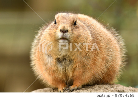 前から見たプレーリードッグ 97054569