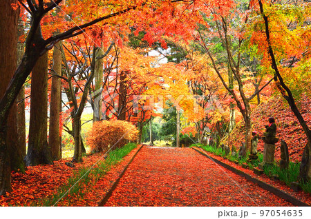 紅葉 参道 (栃木県) 紅葉 参道 (栃木県) 97054635