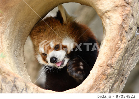 穴から顔を出したレッサーパンダ 97054922