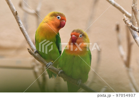 仲良く寄り添うインコの写真素材 [97054937] - PIXTA