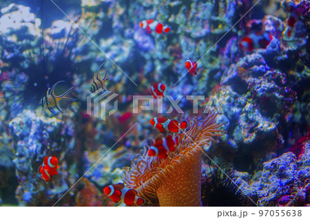 Beautiful underwater background with exotic fish on a coral reef. Beautiful underwater background with exotic fish on a coral reef. 97055638