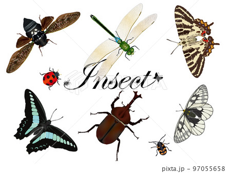 Insect　昆虫 97055658