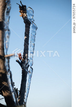 早朝に晴天の下で西穂高岳の稜線で見る初冬の高山植物　霜が降りる高山植物　霧氷 97055734