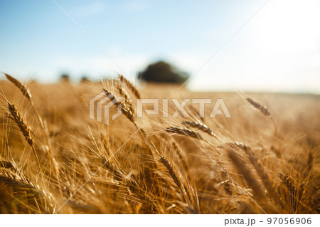 Amazing agriculture sunset landscape.Growth nature harvest. Wheat field natural product. 97056906