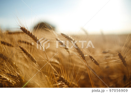 Amazing agriculture sunset landscape.Growth nature harvest. Wheat field natural product. 97056909