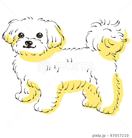 シンプルでかわいいマルチーズ　手描き線画ベクターイラスト 97057210