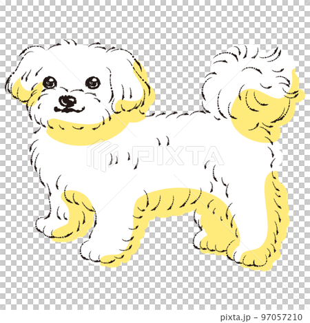 シンプルでかわいいマルチーズ　手描き線画ベクターイラスト 97057210