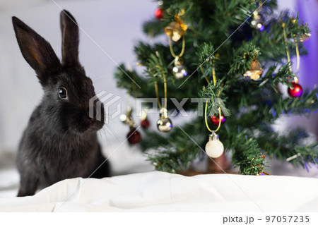 Portrait of little black rabbit near Christmas tree. Closeup.  97057235